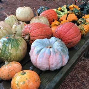 Meet your Posher, Marie